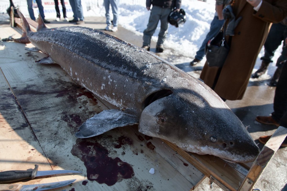 Белуга Калуга осетр