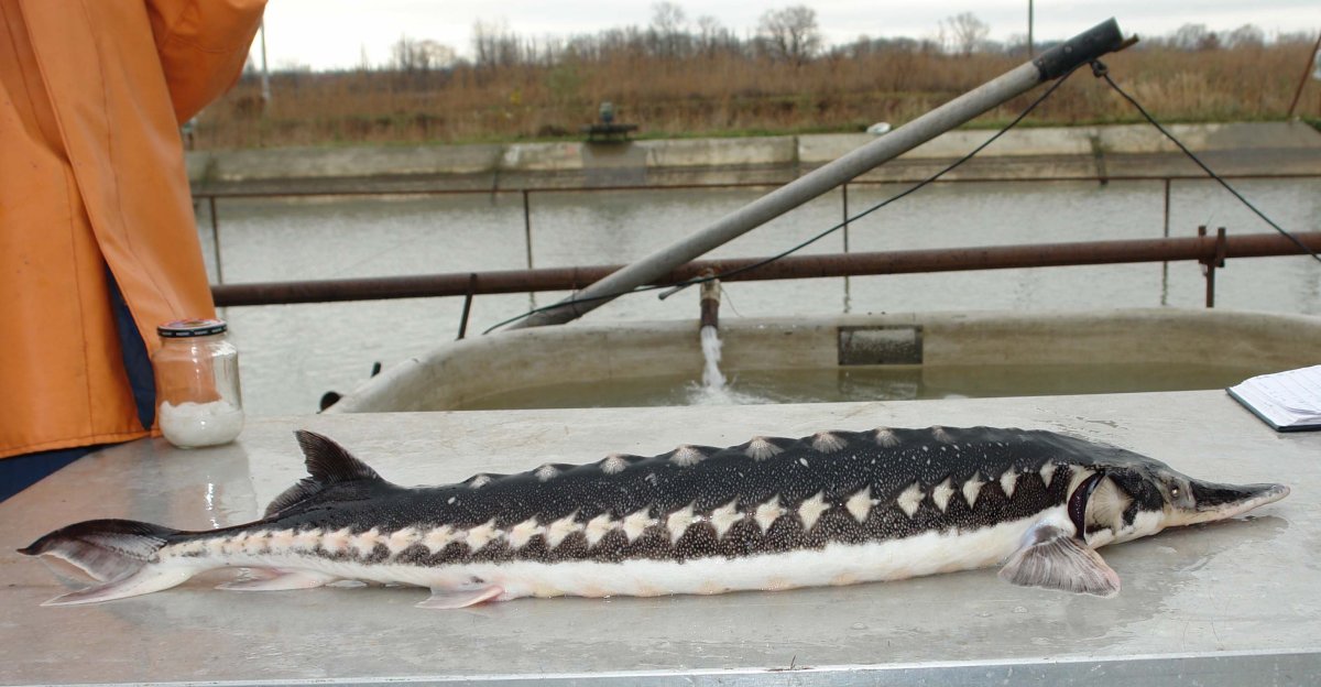 Осетр севрюга