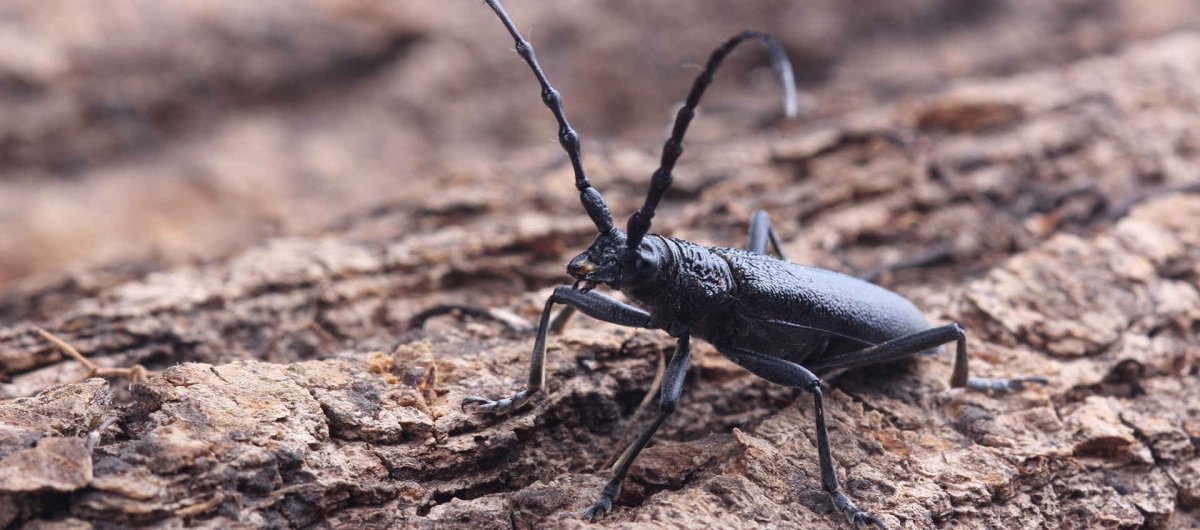 Жук альбинос усач