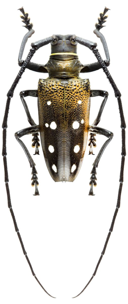 Усач батоцера