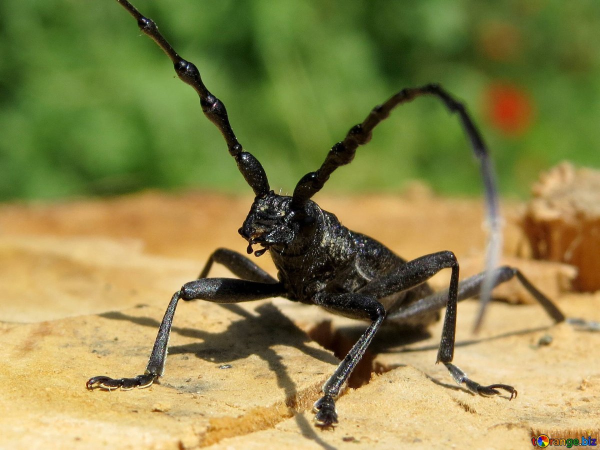 Жук усач плотник