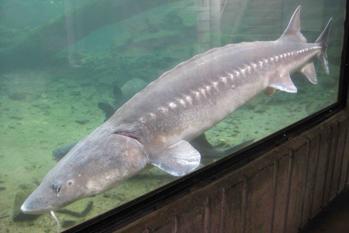 Осётр, Белуга, севрюга, Калуга, стерлядь