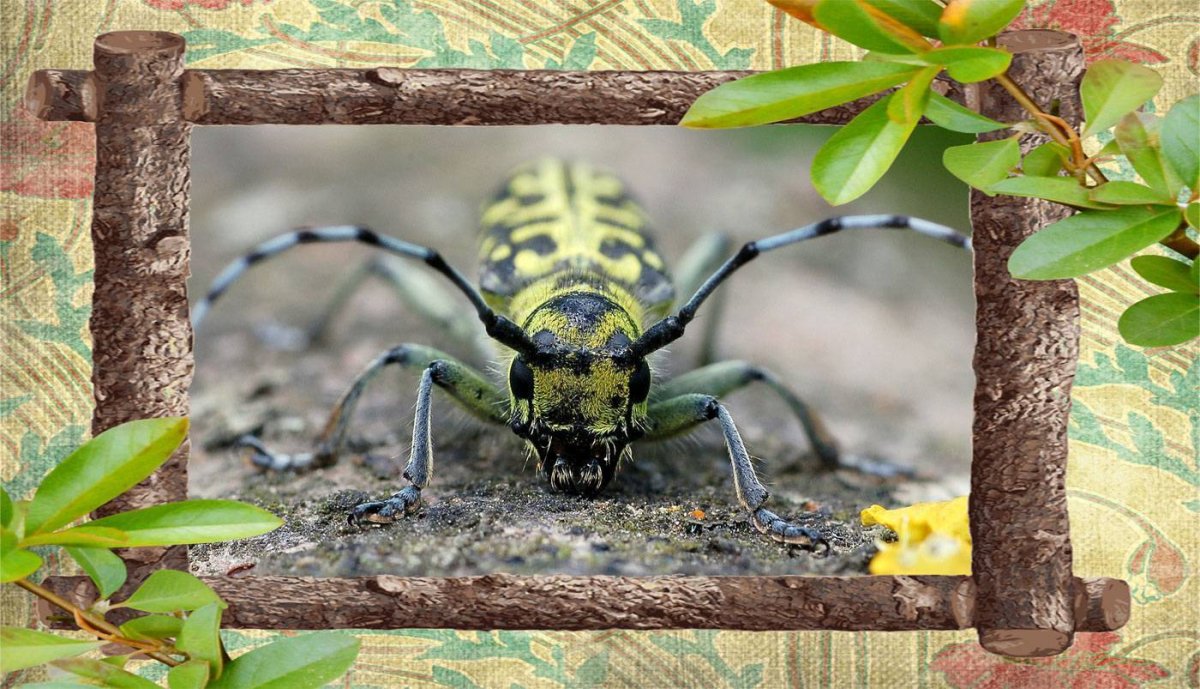 Cerambyx scopolii scopolii