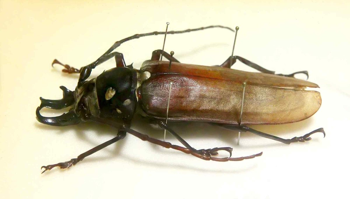 Реликтовый дровосек (Callipogon relictus)