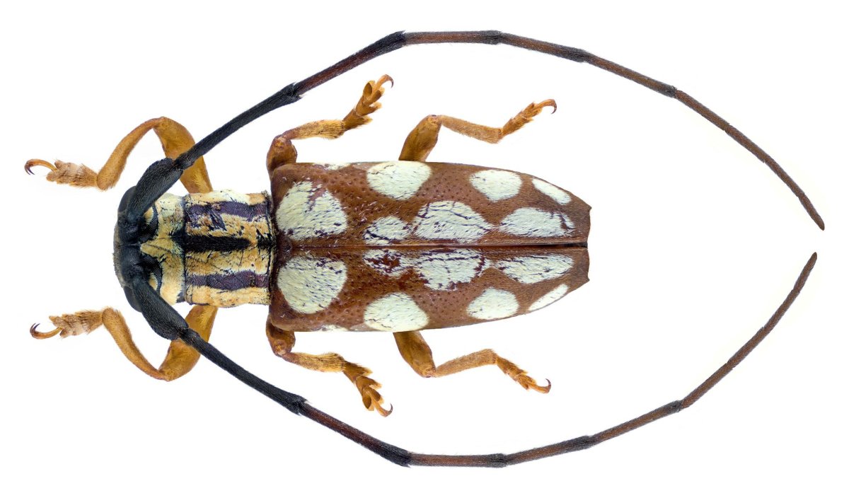 Жук-усач (Cerambycidae)