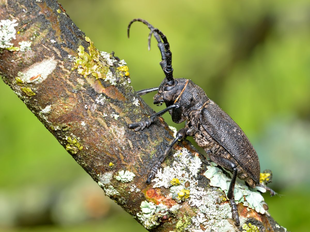 Ивовый Толстяк Жук