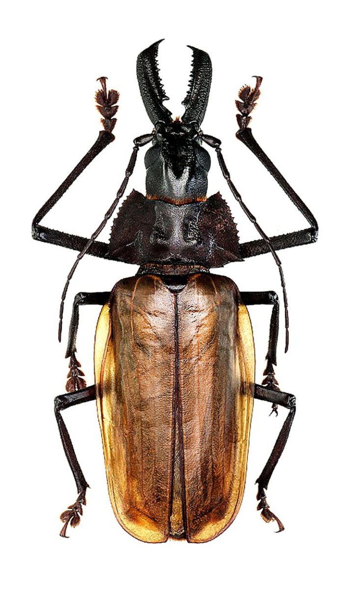 Самый древний Жук