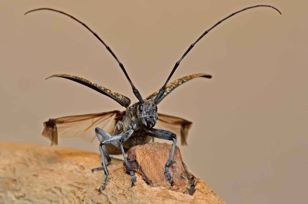 Жук усач Лесосибирск