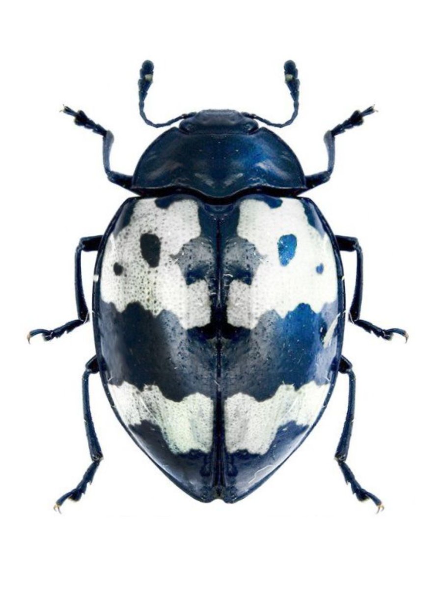 Жук короед усач самка