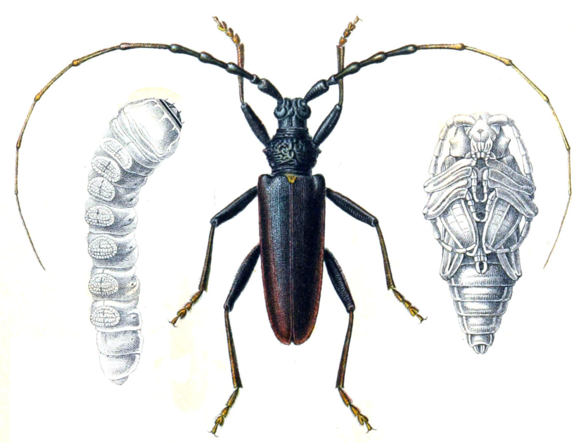 Жук усач дровосек личинка