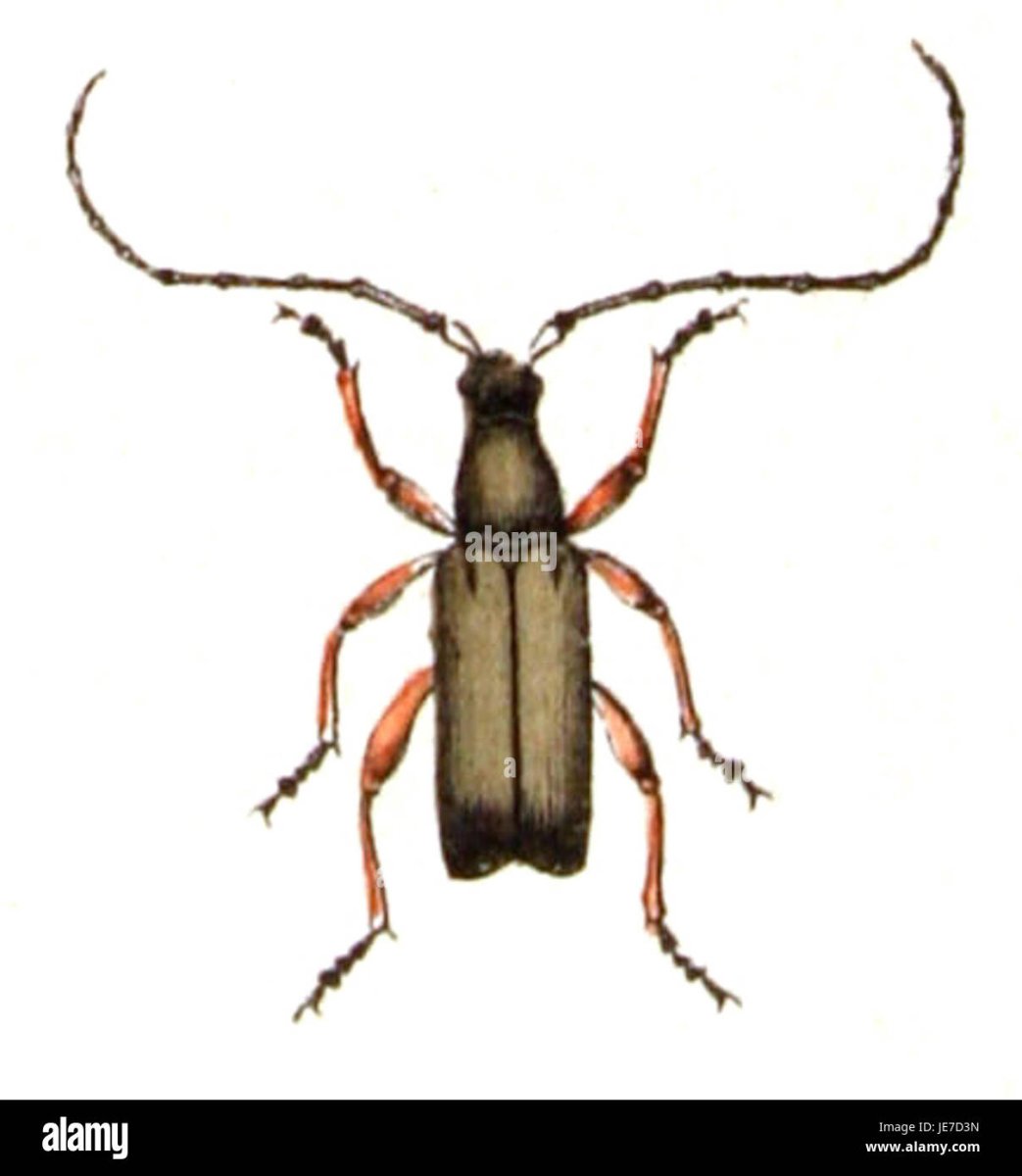 Жук усач дровосек Мимикрия