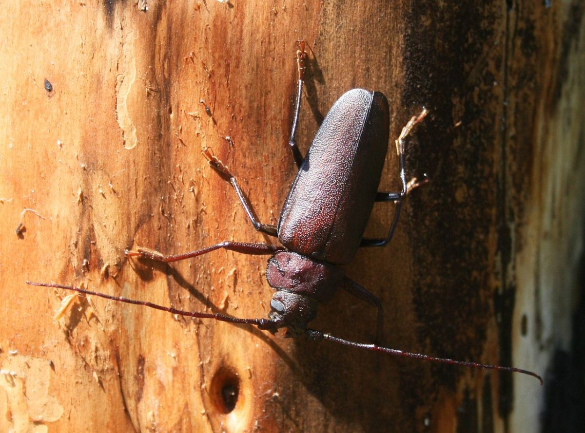 Жук Стригун усач