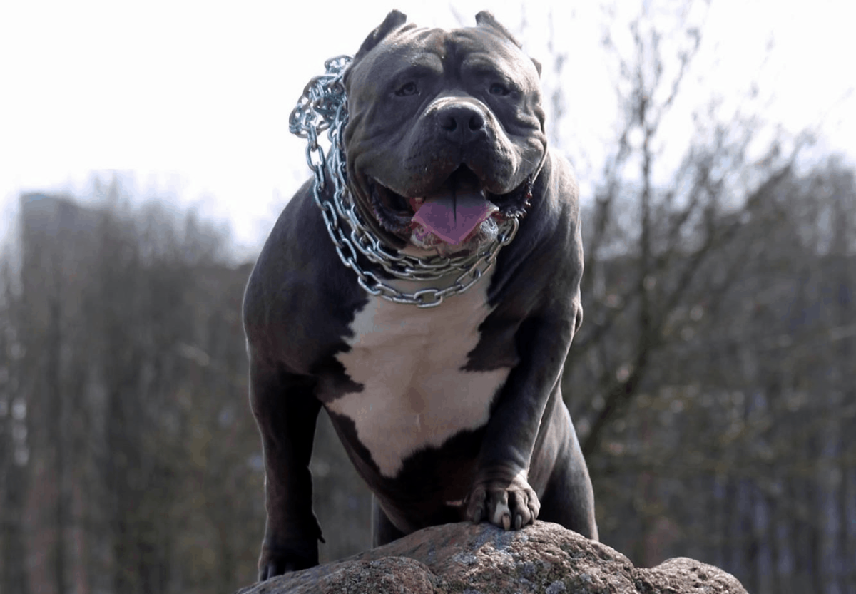 Американский стаффордширский булли