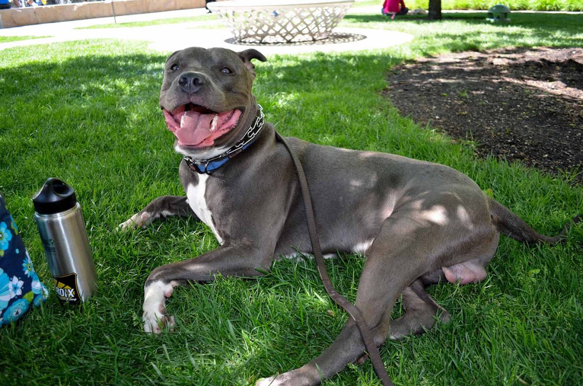 Американский питбультерьер качок