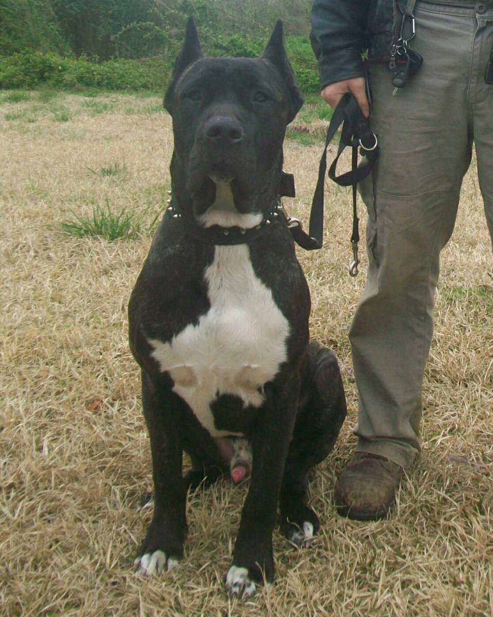 Пит Буль мастифы