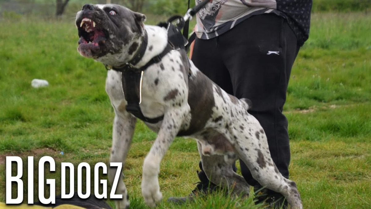 Бульмастиф американский бандог