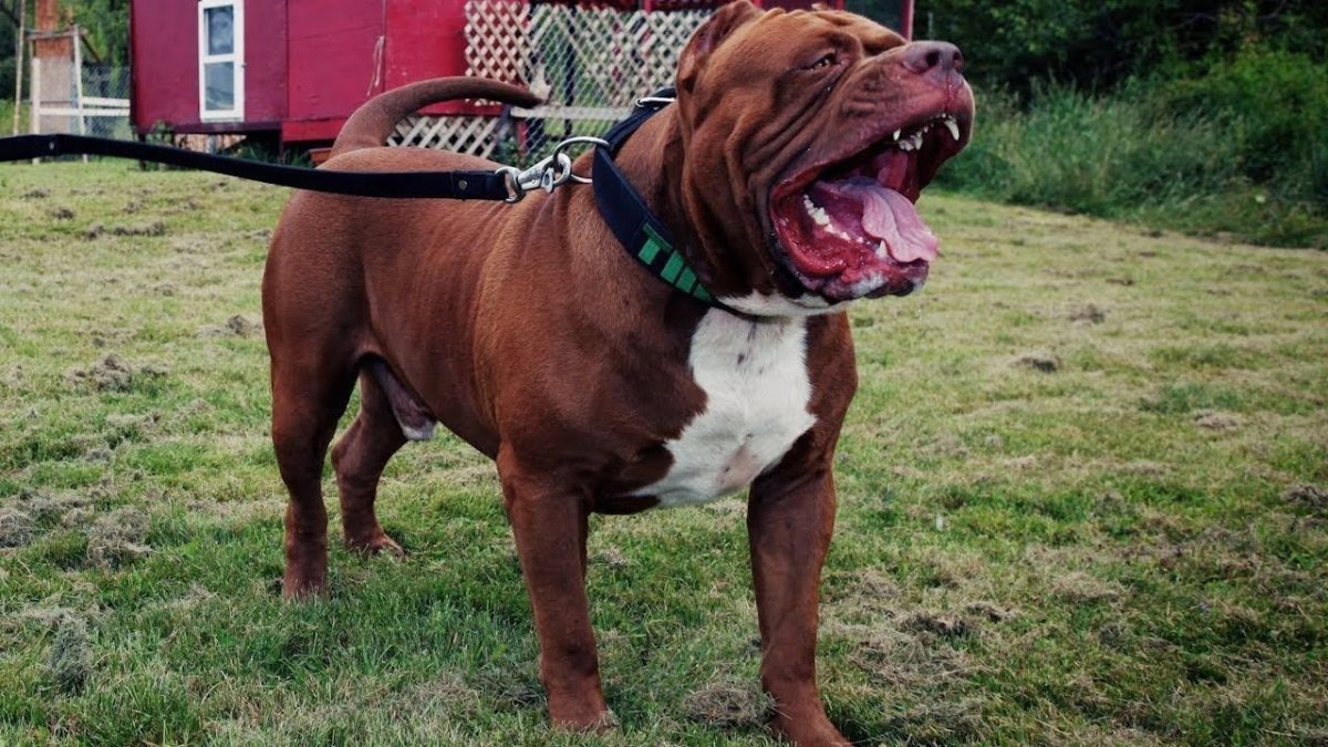 Американский бандог злой