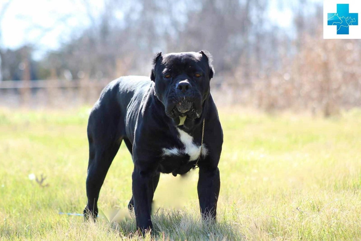 Американский бандог