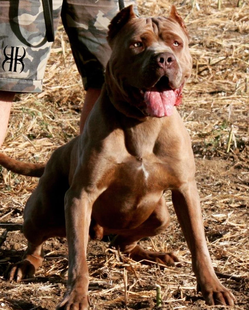 Американский бандог с человеком