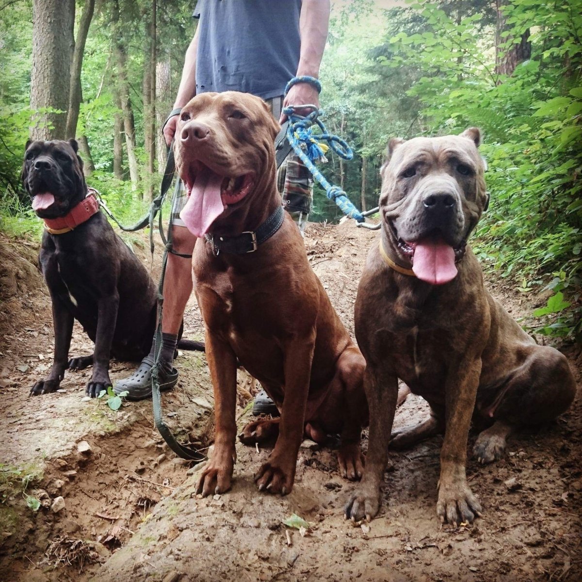 Американский питбультерьер оскал