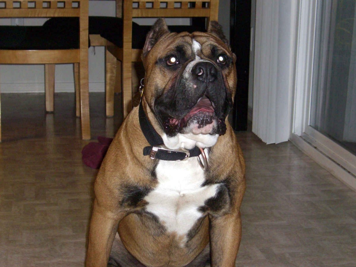 Dogo argentino Angry