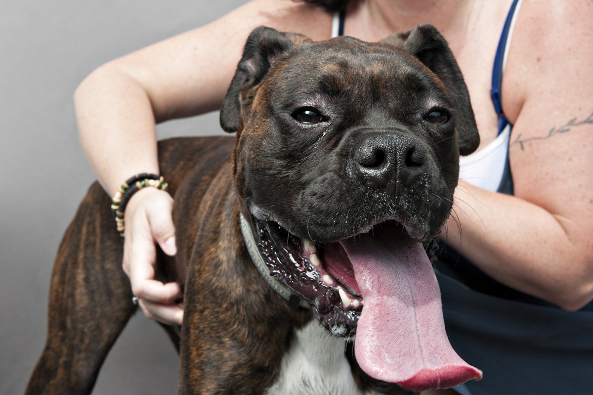 Бандог мастиф