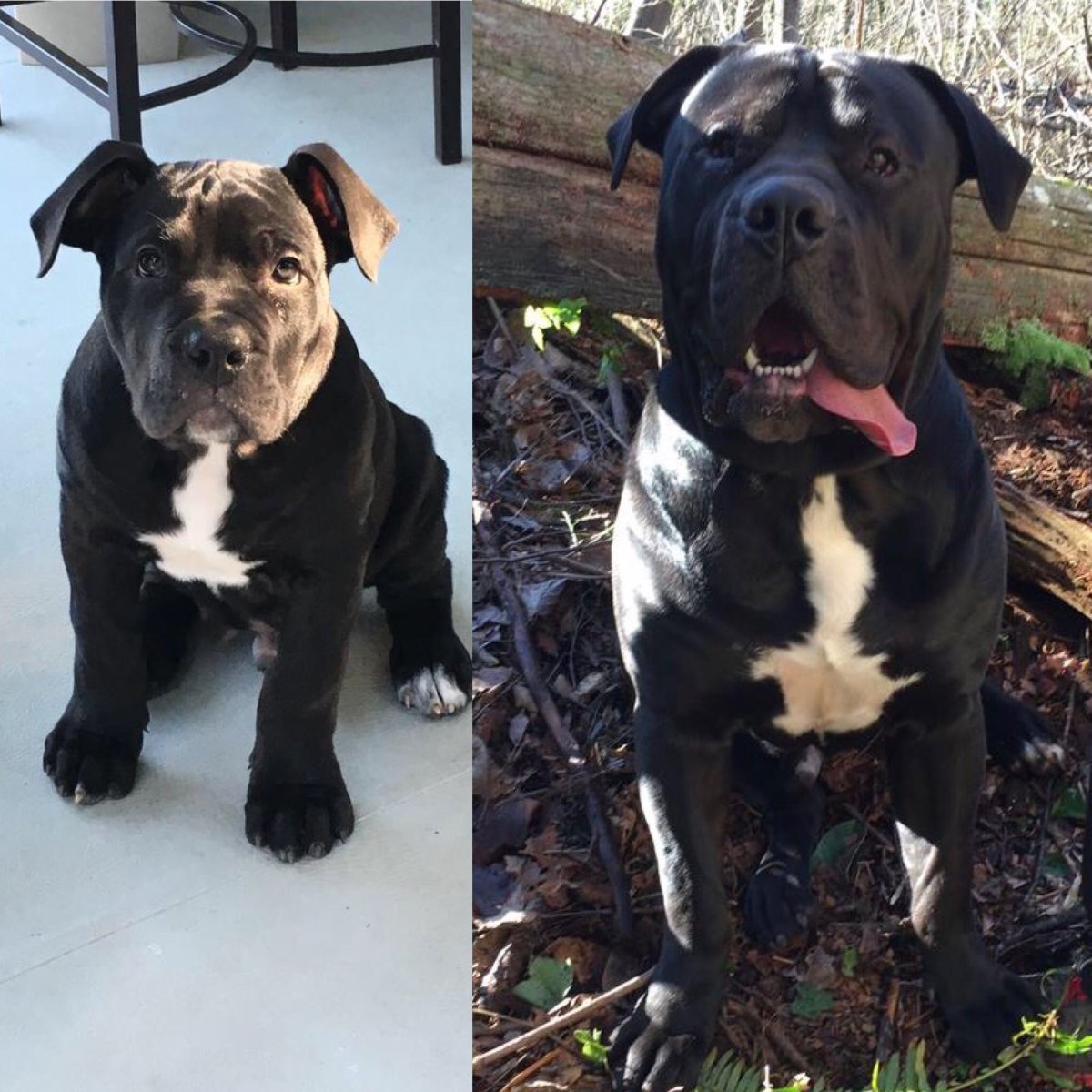 Самый большой питбуль в мире Халк