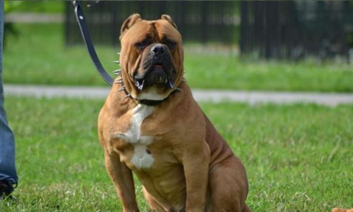 Американский бандог черный