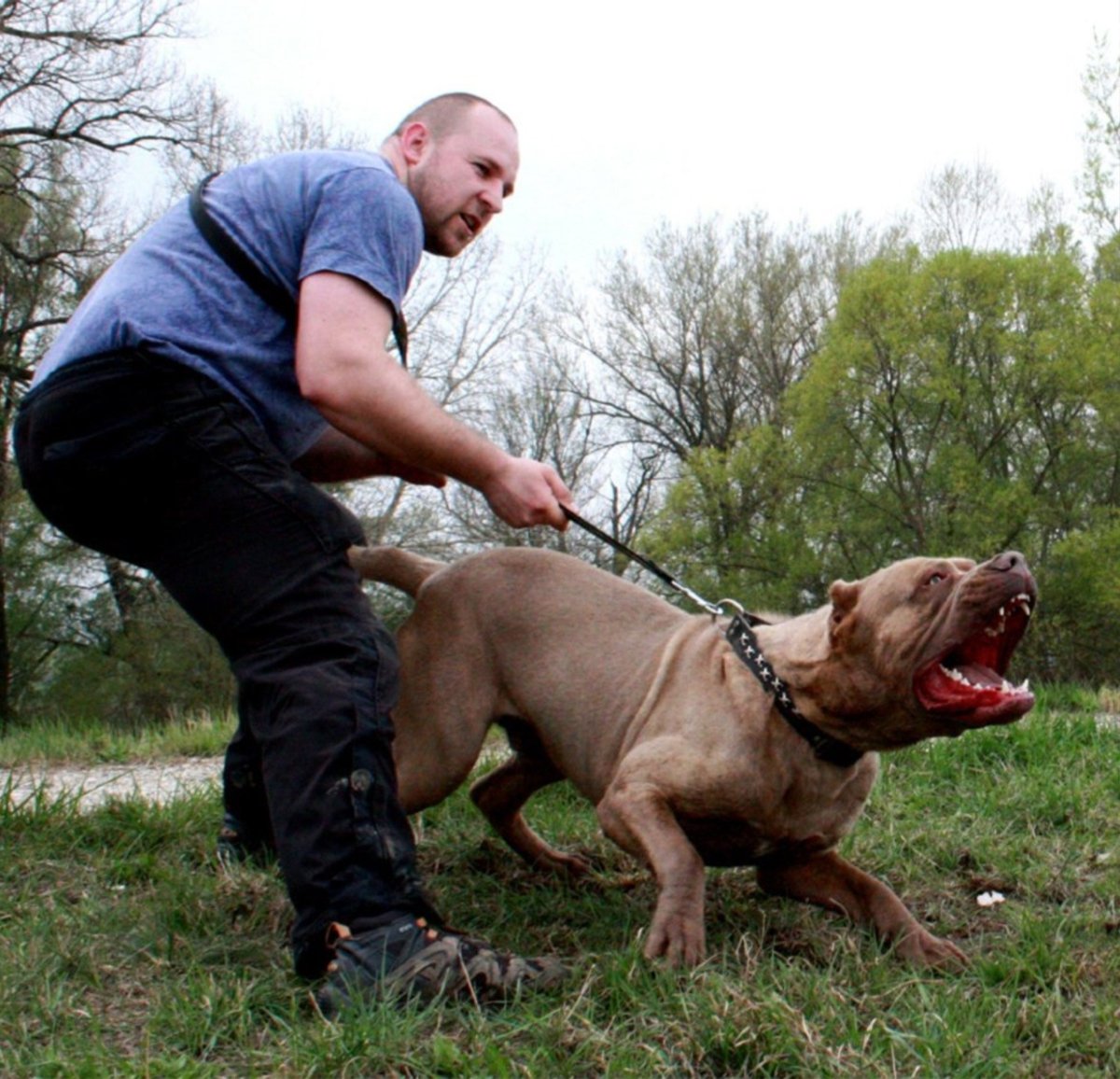 Бандог с человеком