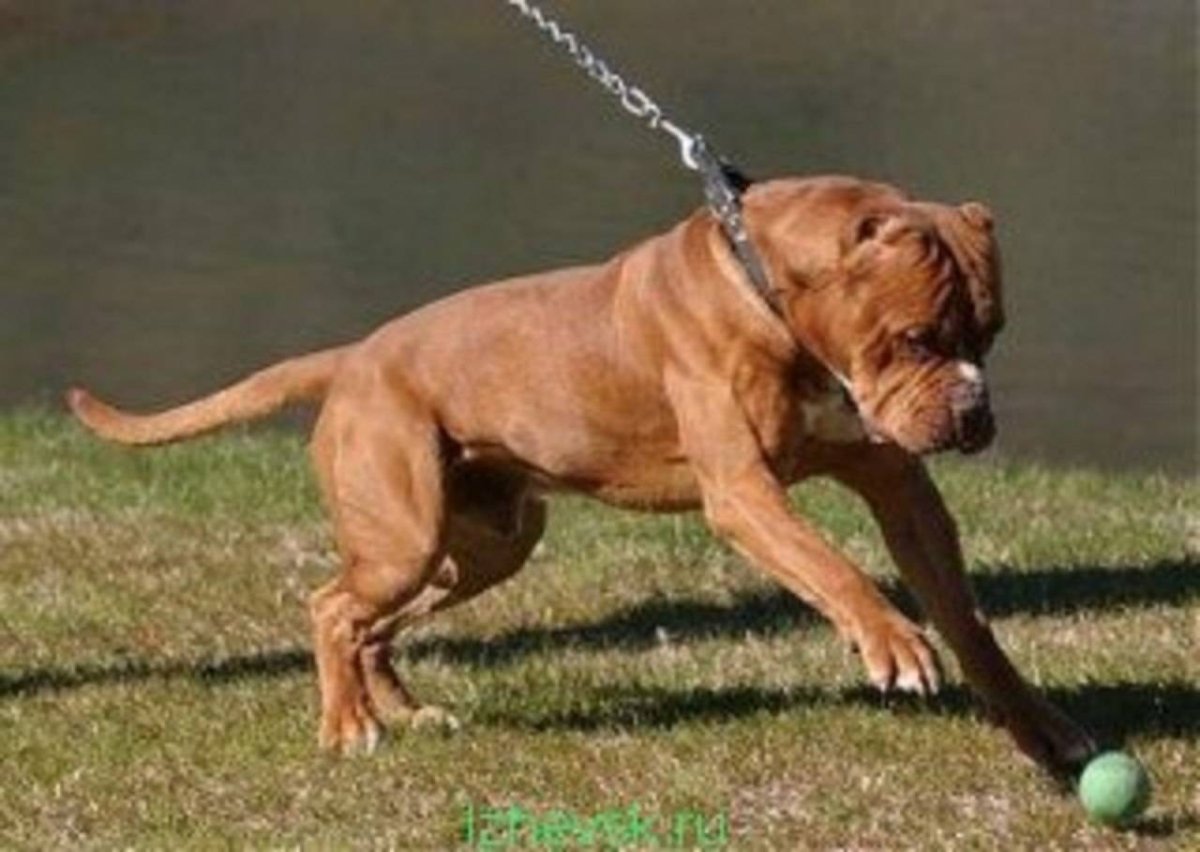 Тоса-ину американский бандог