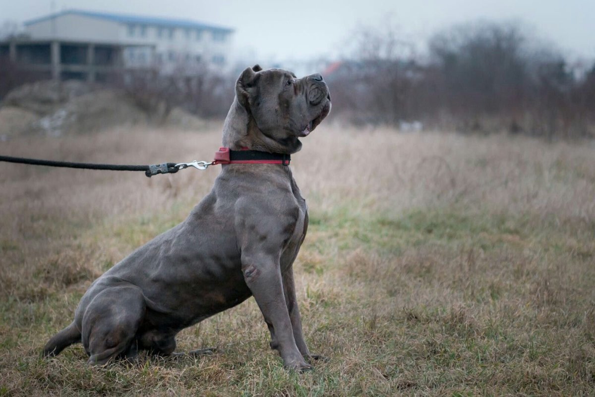 Американский бандог терьер
