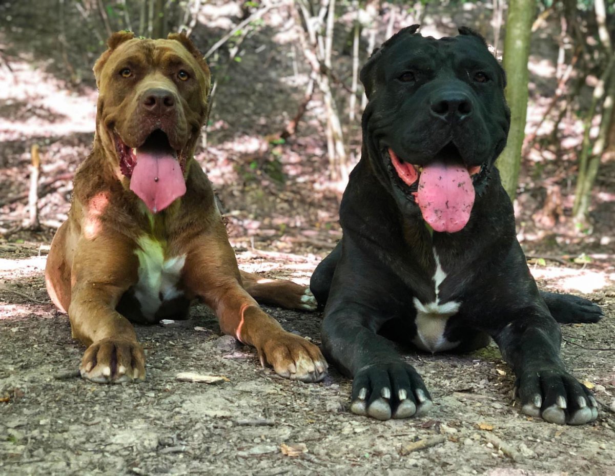 Американский бандог терьер