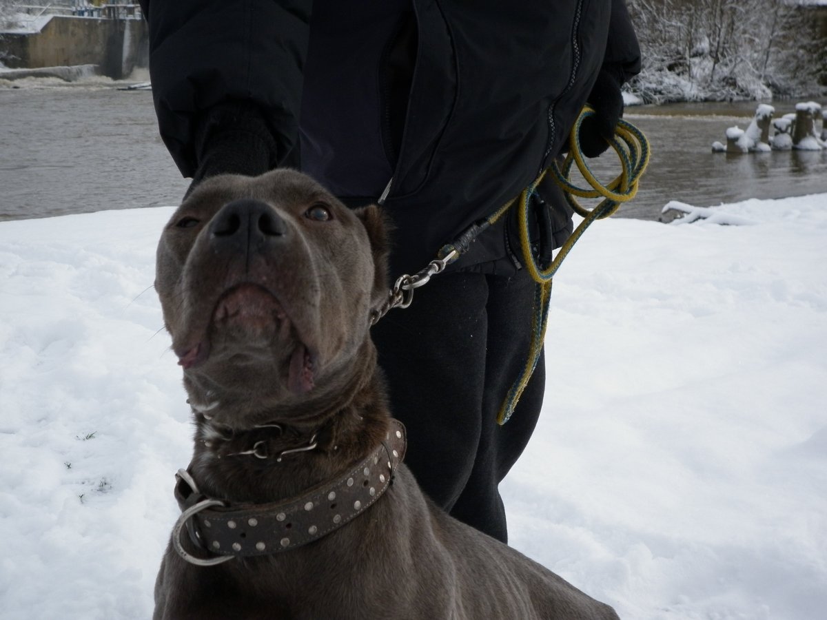 Питбуль мастиф английский