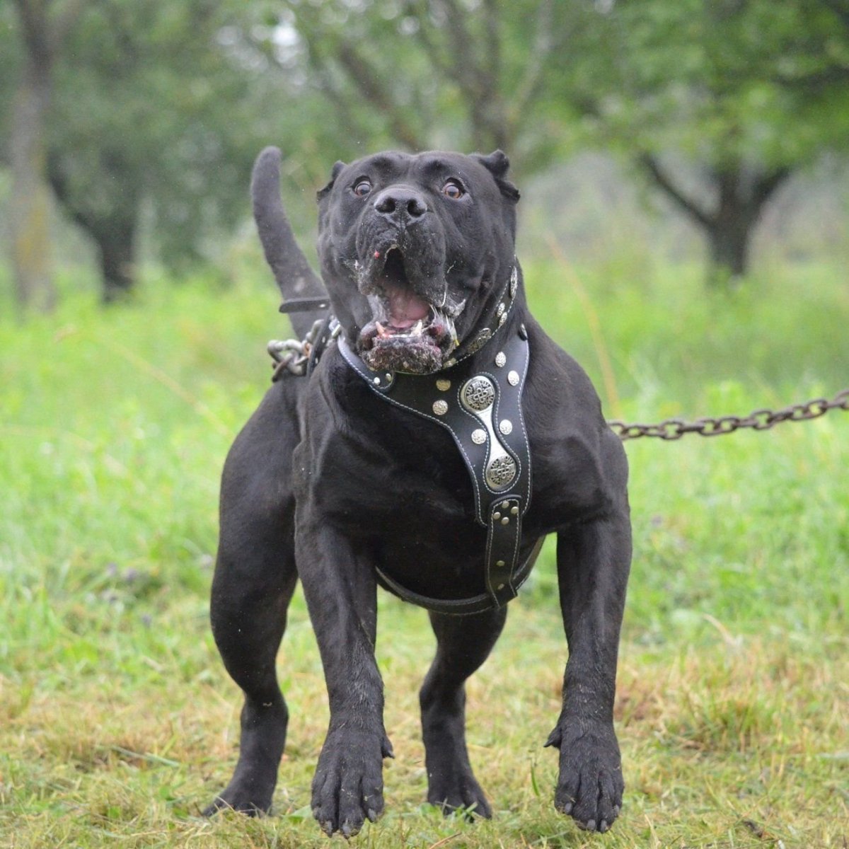 Американский бандог с человеком