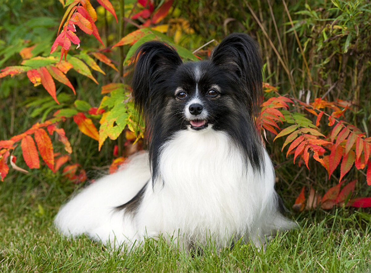 Папильон и Йоркширский терьер