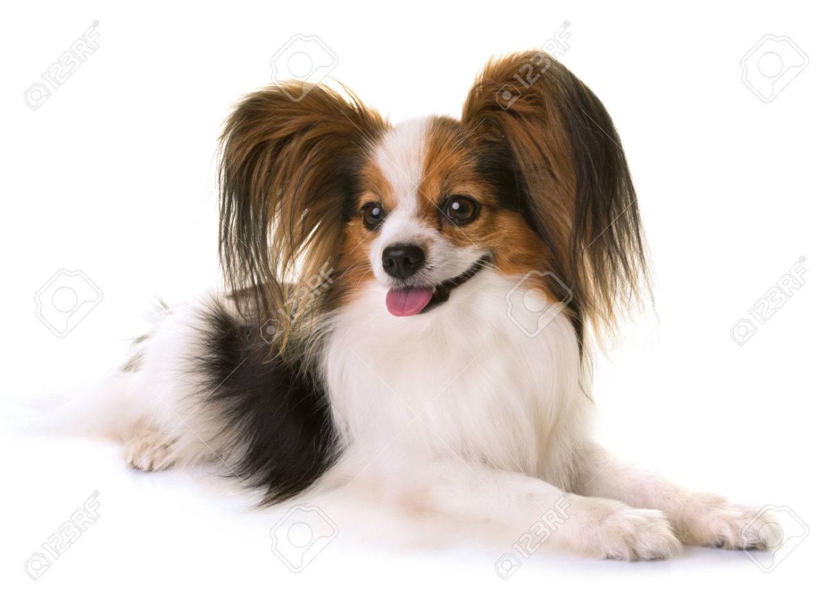 Папильон собака короткошерстная