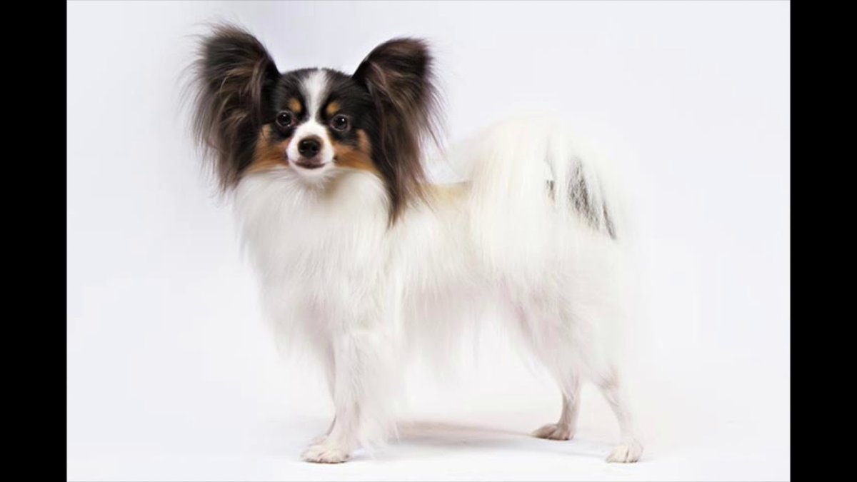 Папильон черно белый