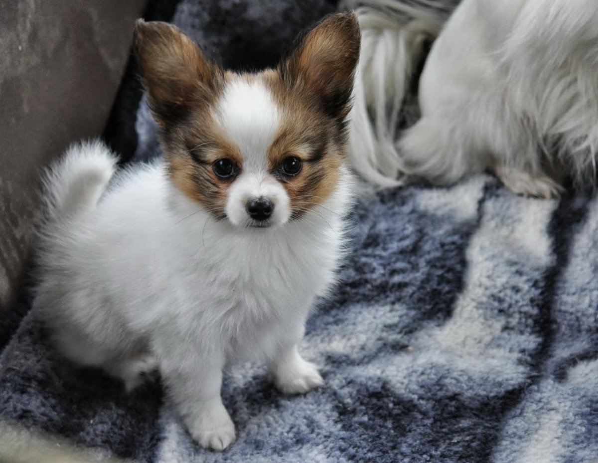 Корги и Папильон