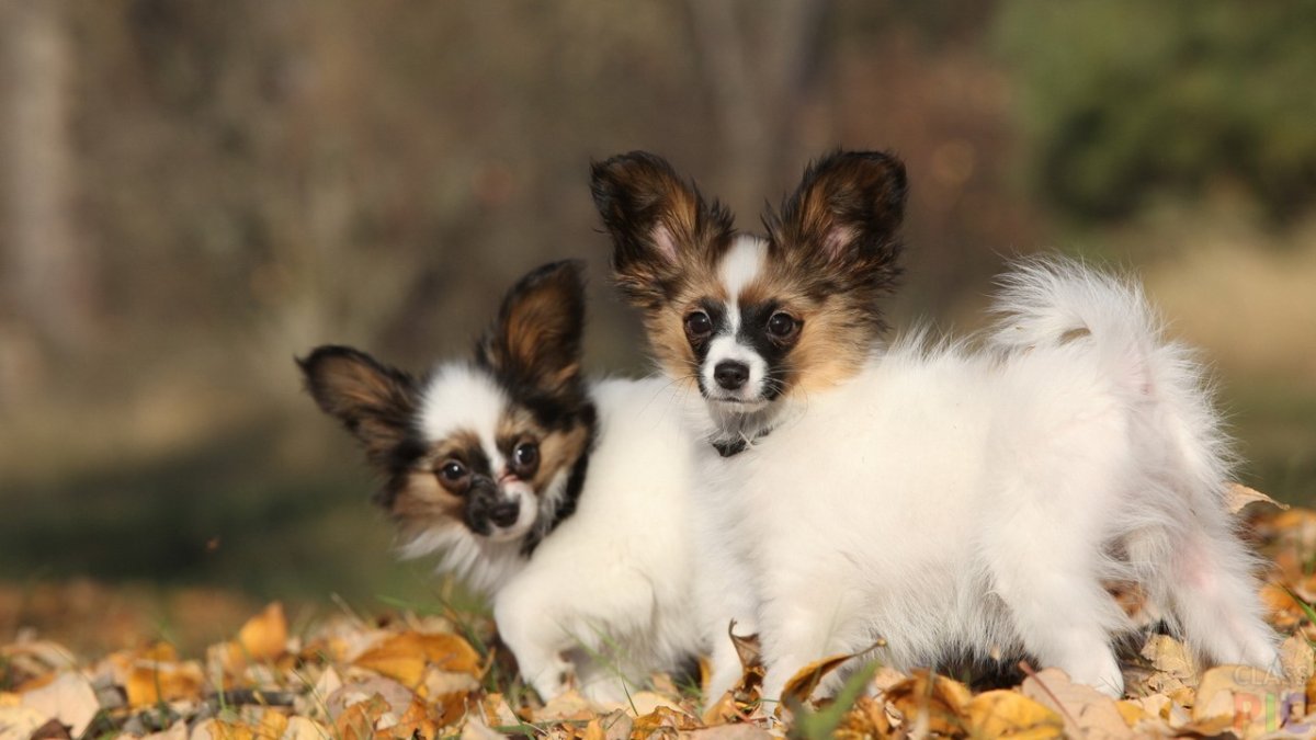 Континентальный той-спаниель щенок