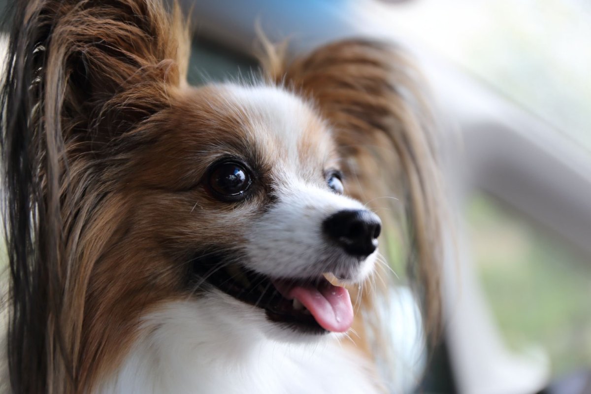 Папильон коричневый