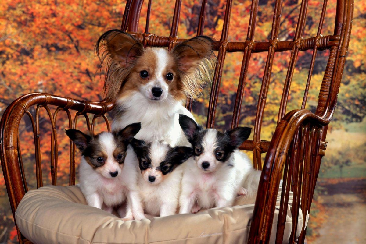 Папильон сидит