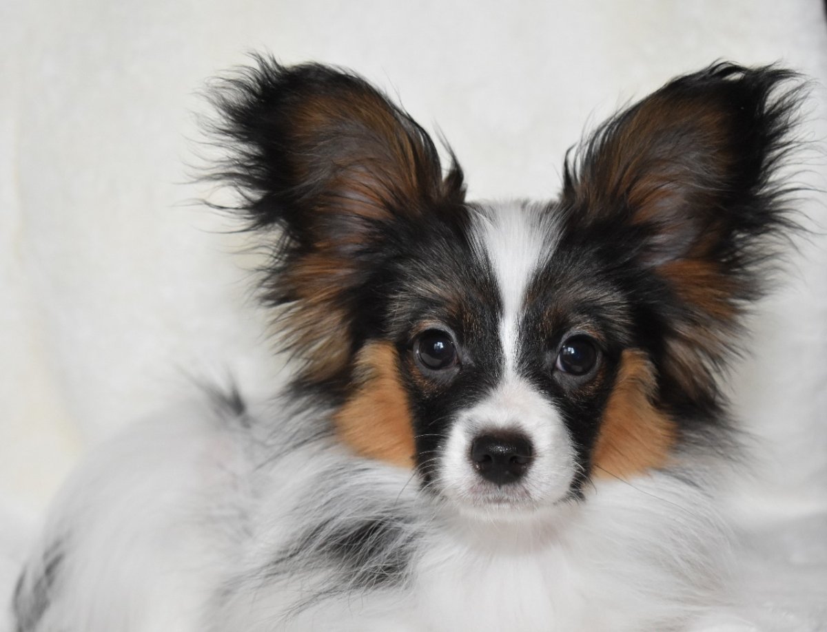 Метис корги и шпица