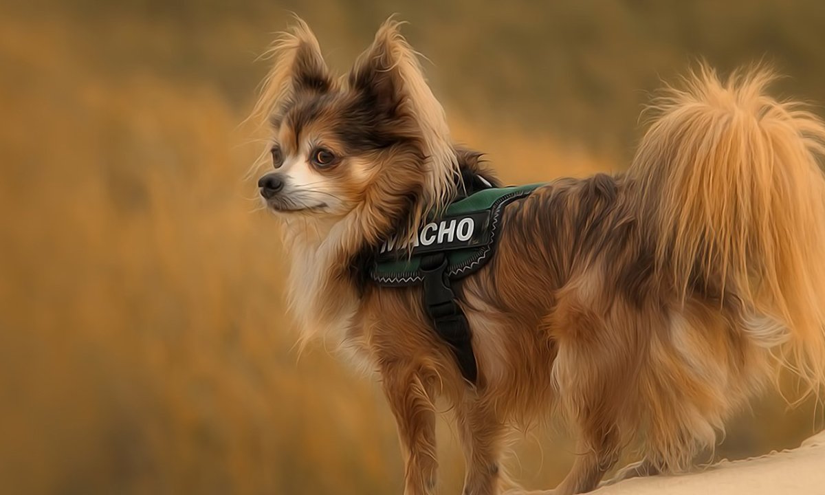 Чихуахуа Баттерфляй