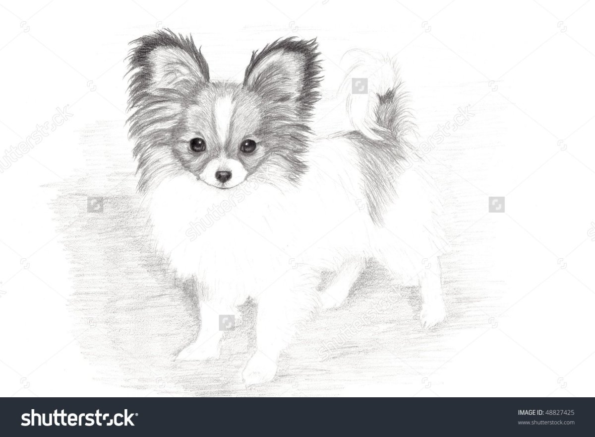 Папильон собака