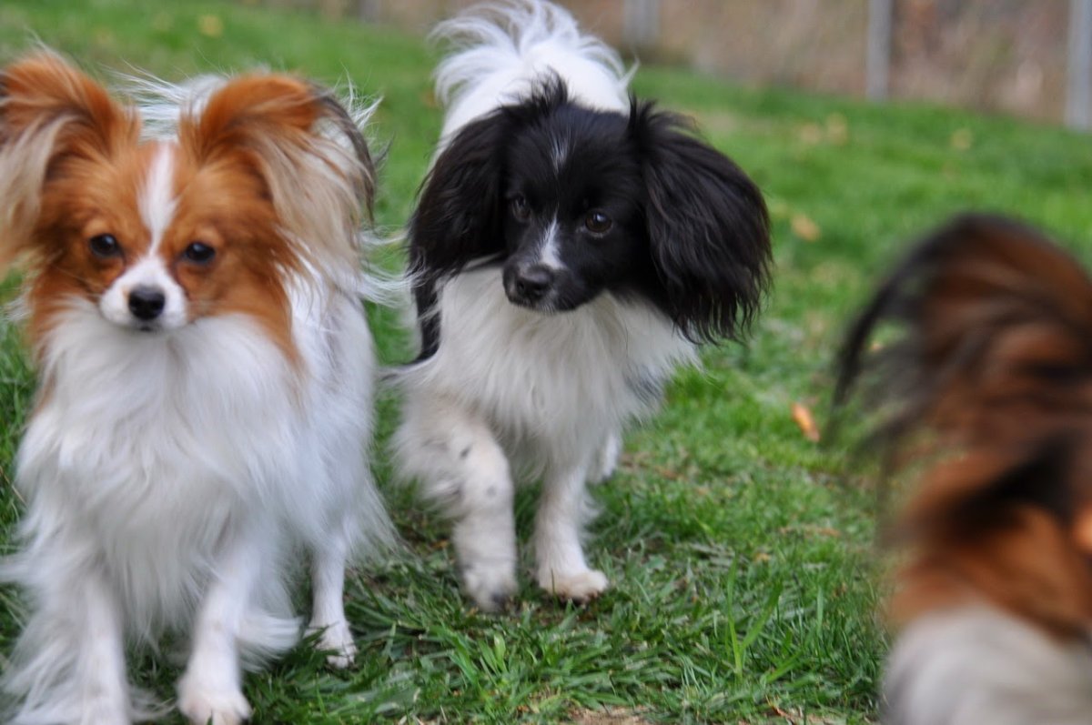 Метис вельш корги пемброк