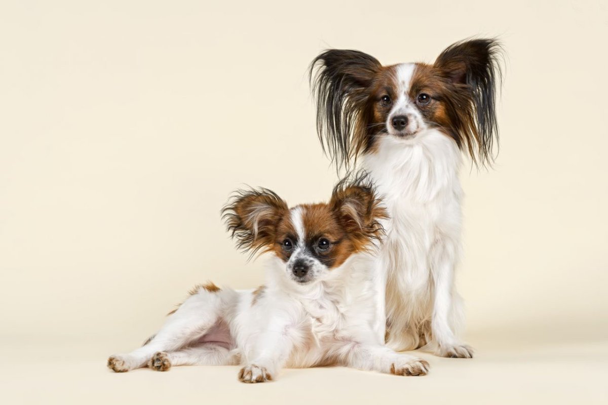 Папильон собака гладкошерстный