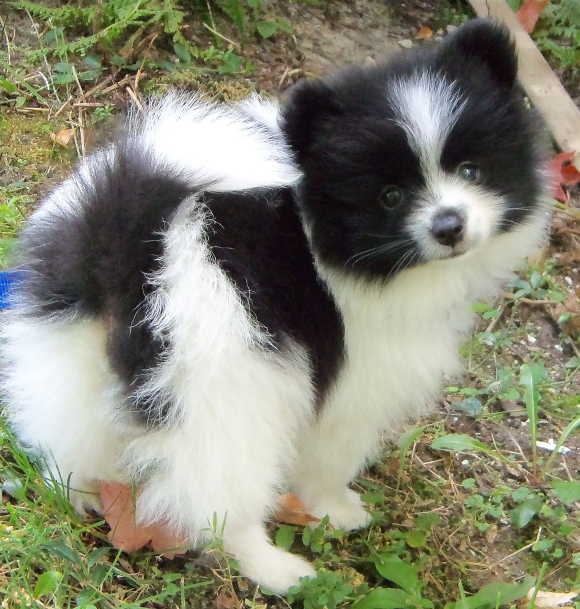 Папильон собака и шпиц