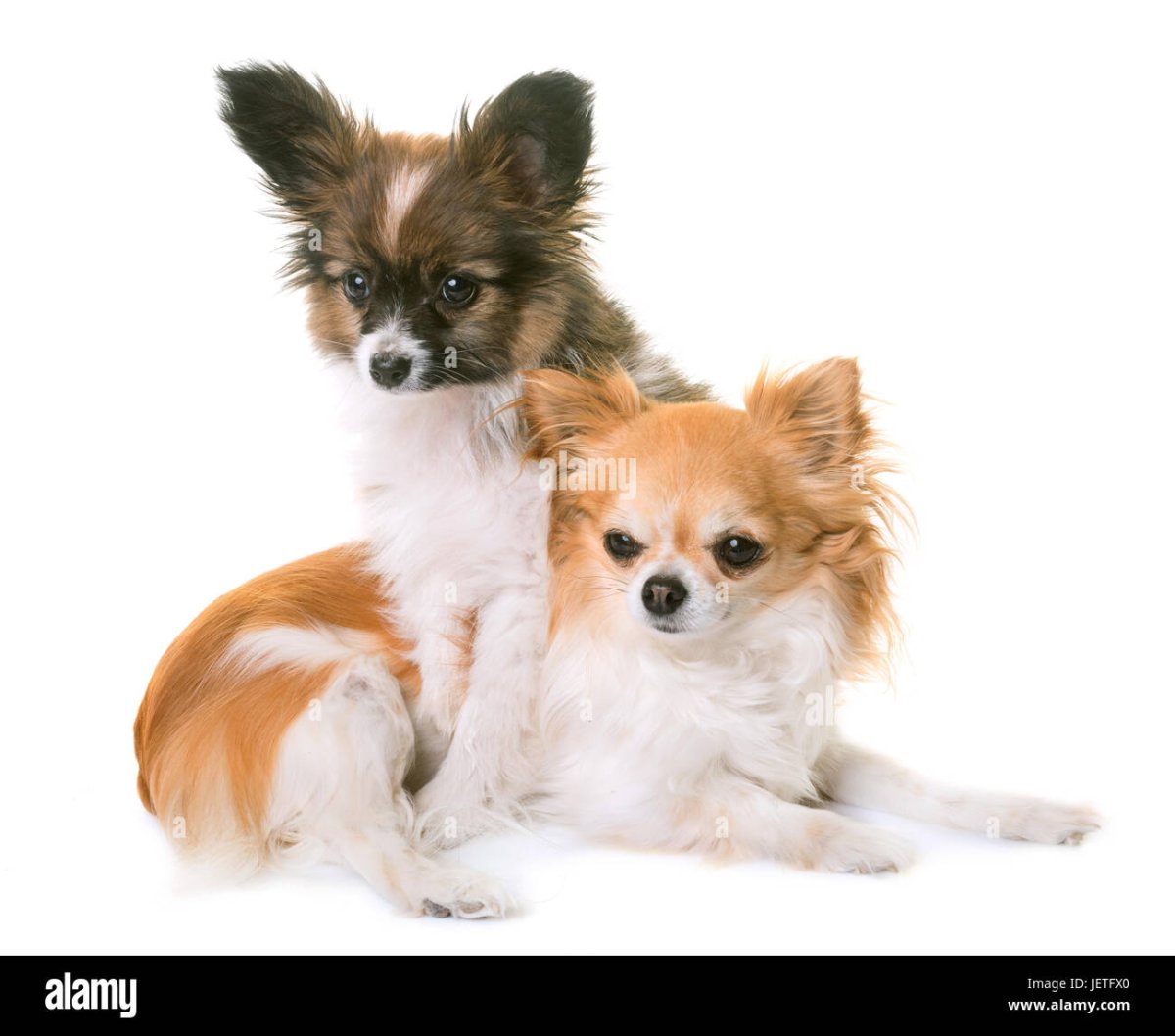 Папильон собака гладкошерстный