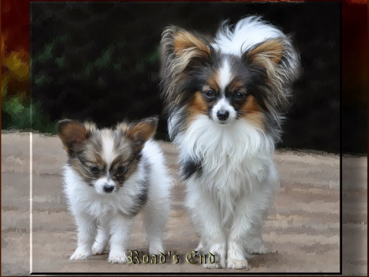 Этуаль нуво Папильон