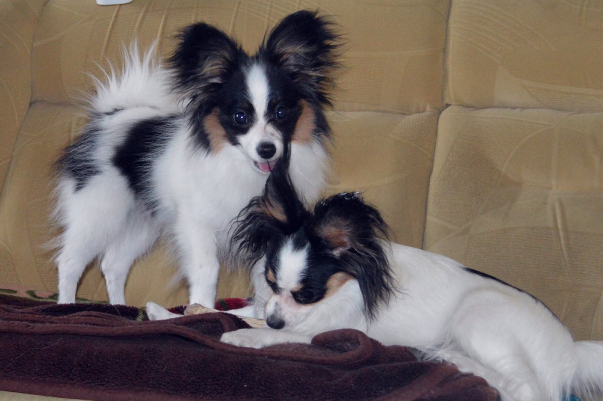 Папильон рядом с кошкой